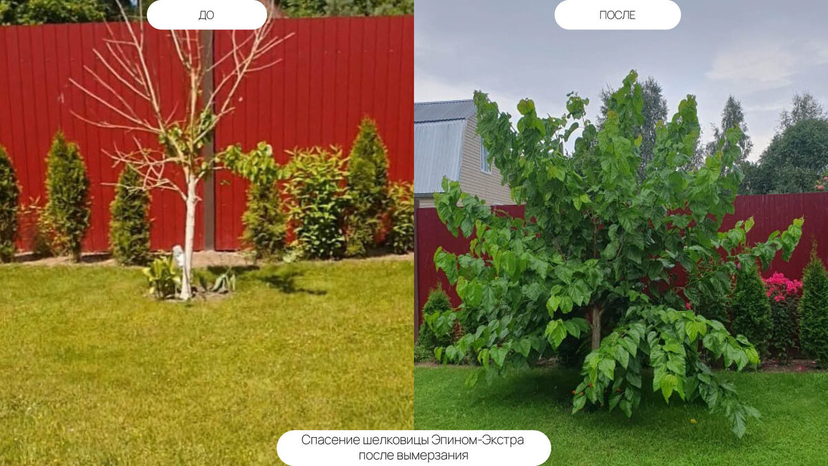 Отзыв "Шелковица спасенная Эпином-Экстра" с сайта Компании АНО "НЭСТ М": https://nest-m.ru/recall/shelkovicza-spasennaya-epinom-ekstra/