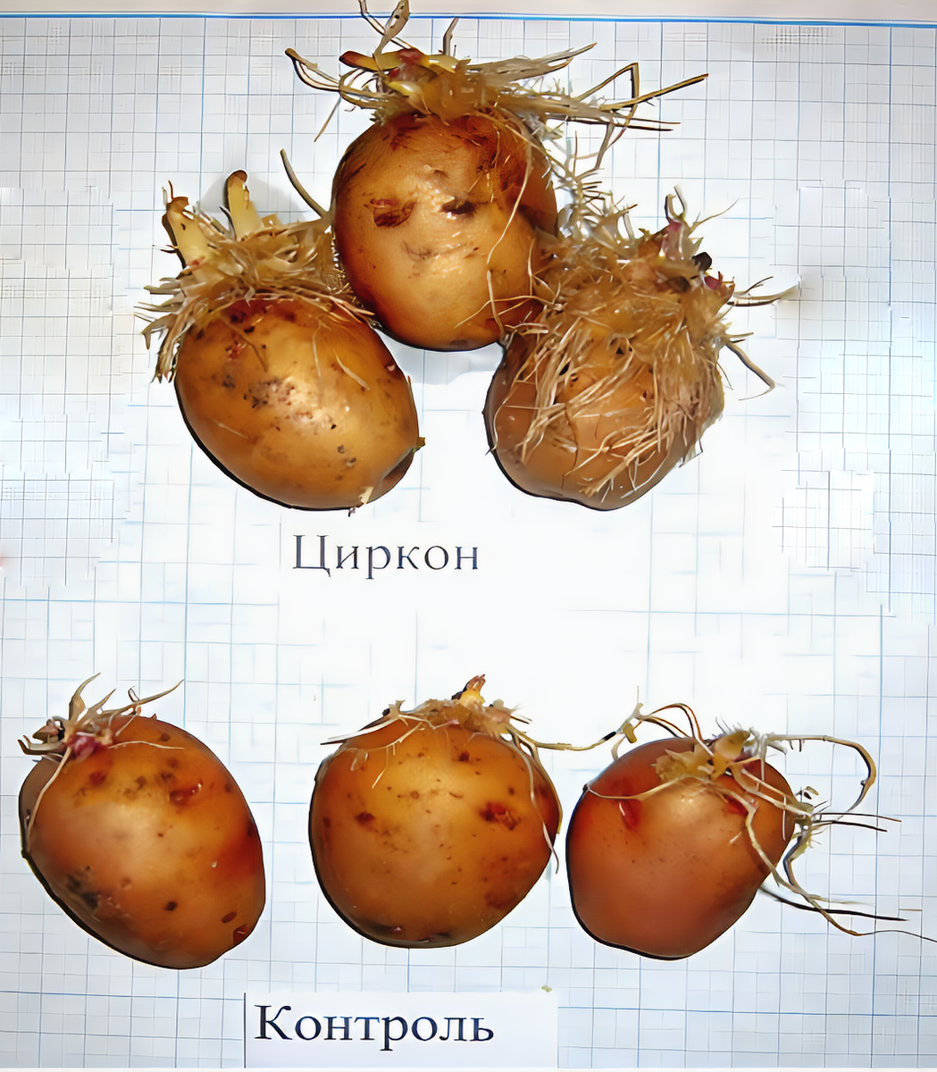 Влияние регуляторов роста растений на интенсивность прорастания клубней (через 20 дней после обработки)