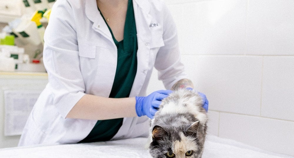 Вакцинация домашних животных: мифы и реальность