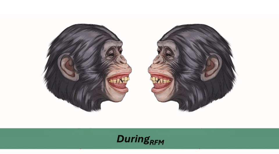   N + 1; Martina Francesconi et al. / Evolution and Human Behavior, 2025