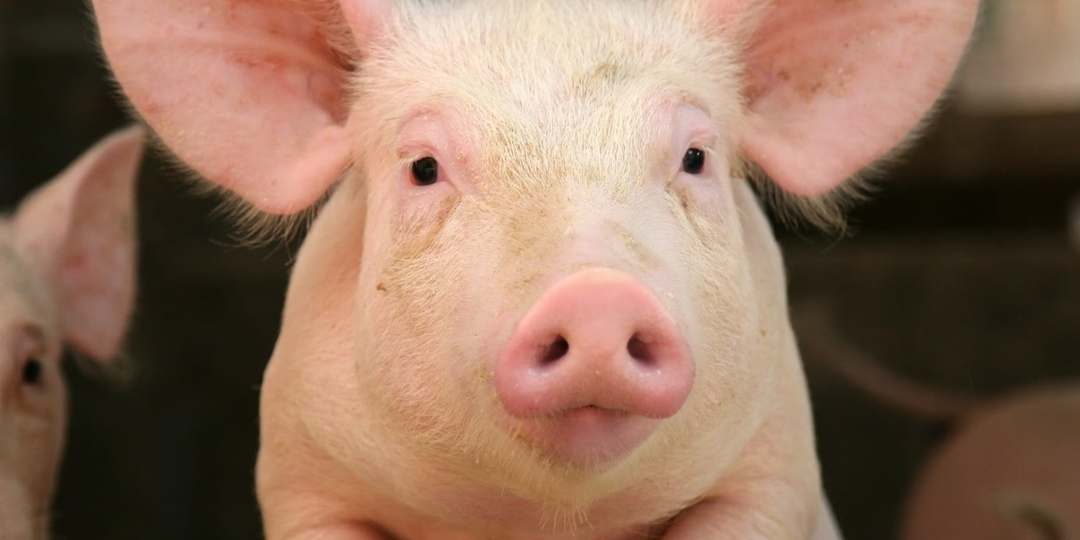 Почему евреи и мусульмане отказались от свинины: религия или холодный расчёт?