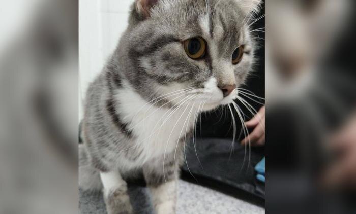 Кот после выздоровения. Фото © Telegram / Ассоциация ветеринарии Иркутской области