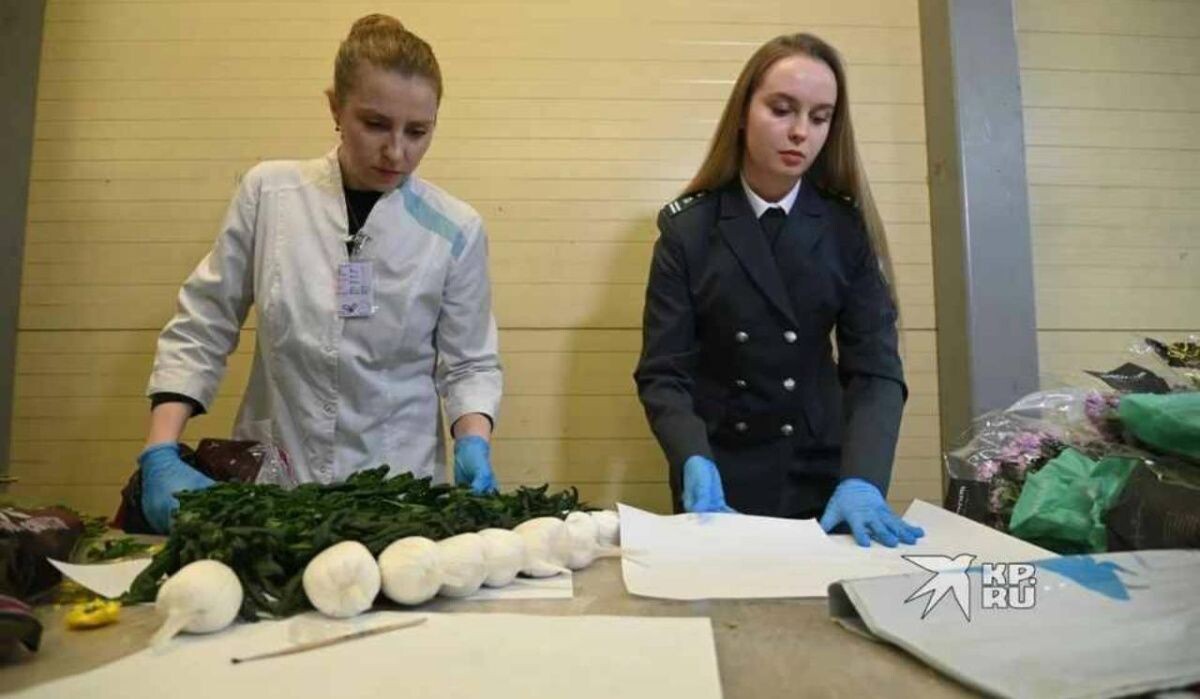     Цветы на таможне. Источник: ural.kp.ru Автор фото: Ольга Юшкова