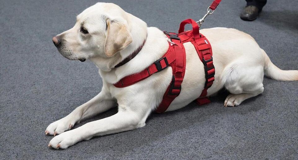    REGIONS/Сгенерировано нейросетью