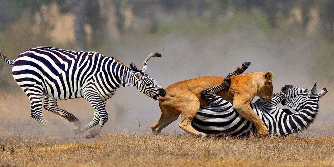 Зебры: Не бегут от льва, а дают бой! 5 вещей, почему зебры реальные психи