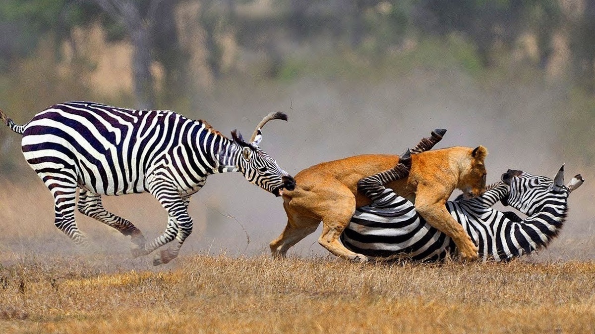 ����� ��������� ������� ����� �� ��� ������. 