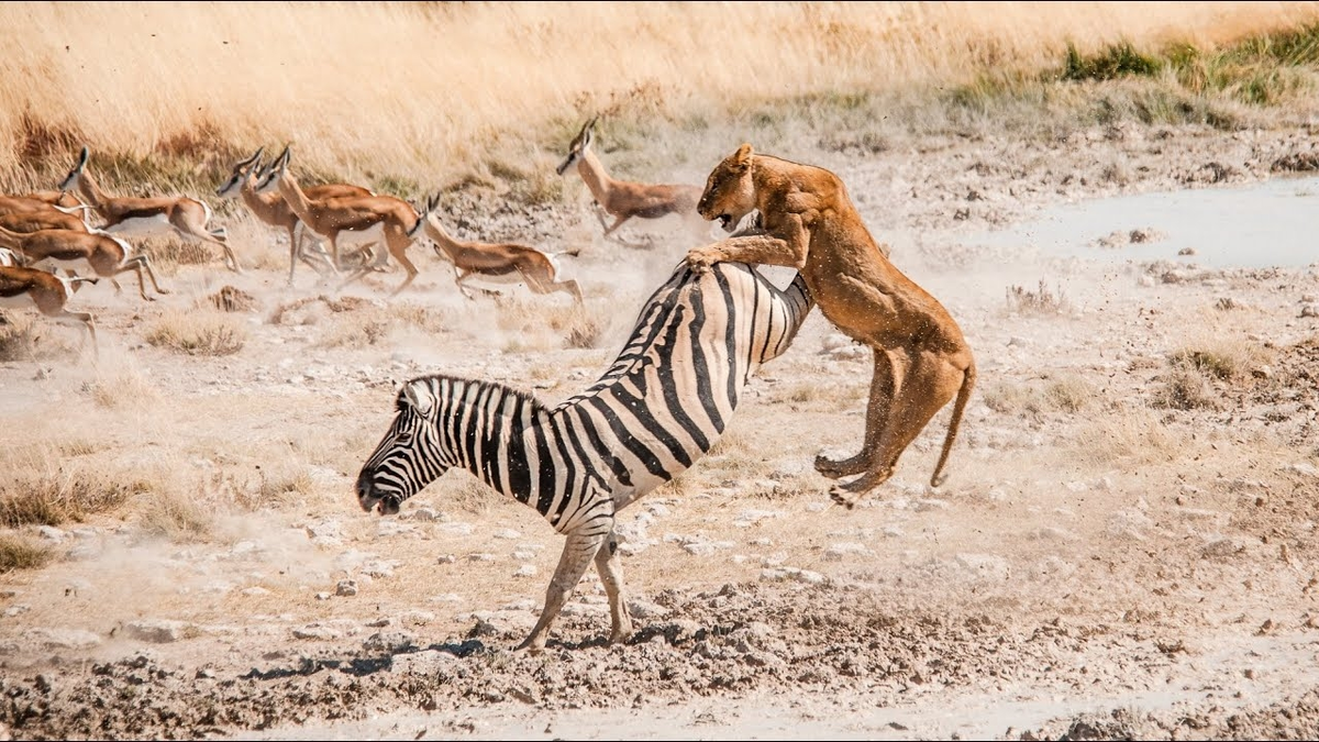 Вот как выглядела бы дружба зверей из Мадагаскара в реальной жизни. 