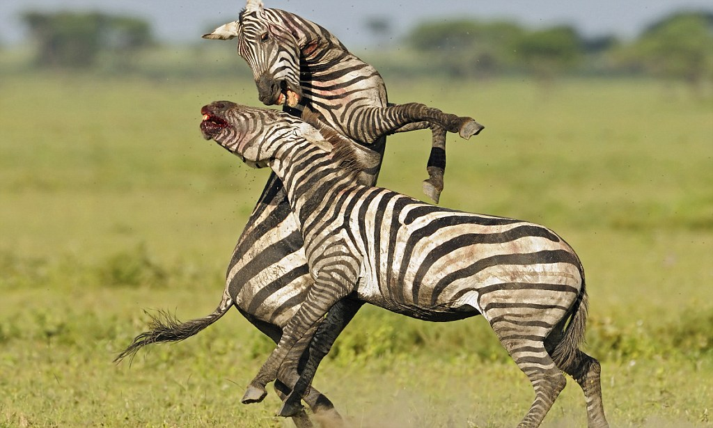 �-�-�, �� ������� �����: �����, ��� � ���� �����! 