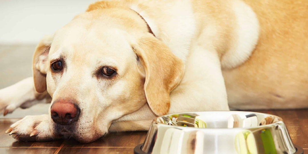 Почему запрещено кормить собаку после 6 часов вечера?