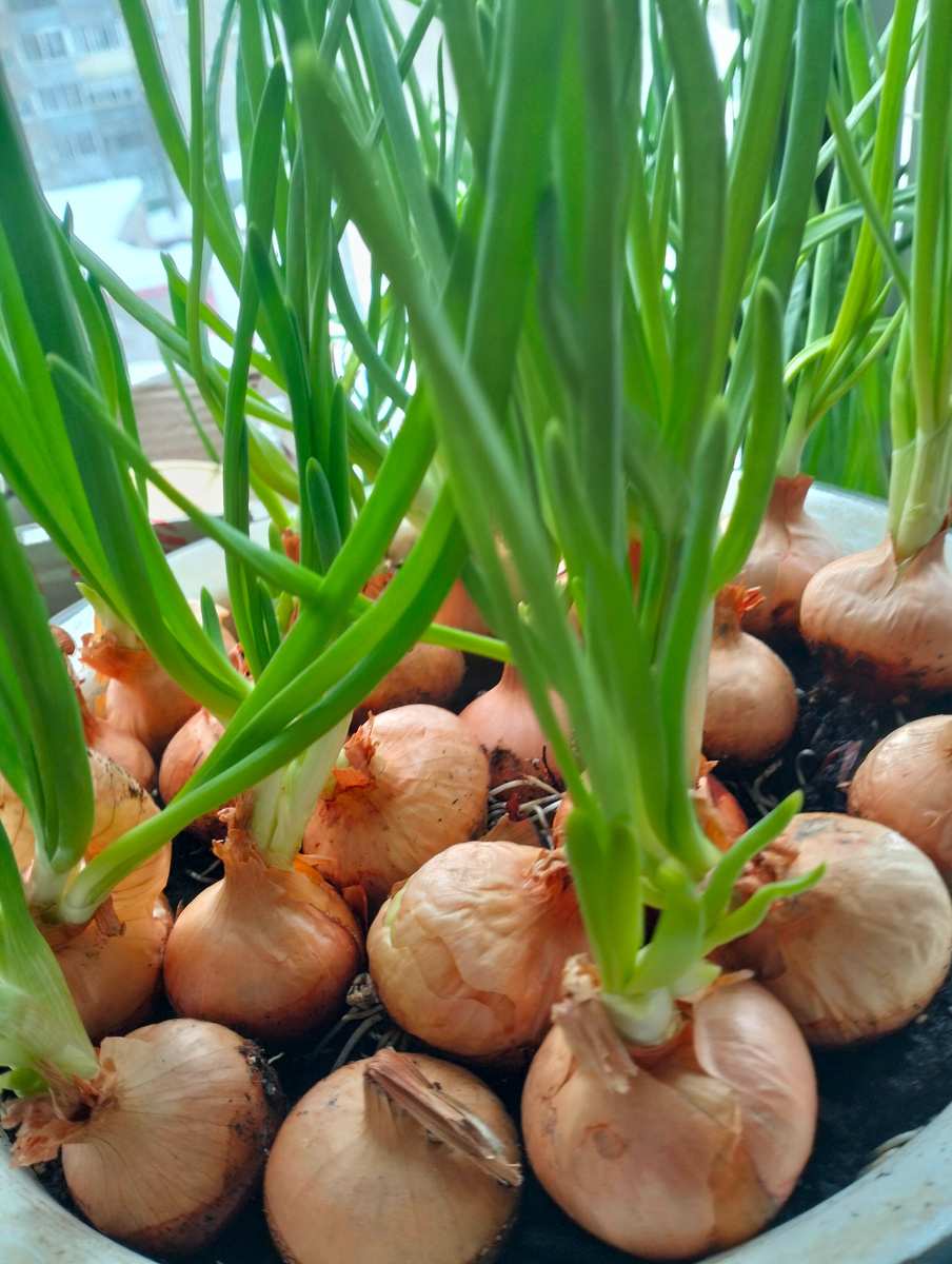 Лук на подоконнике.