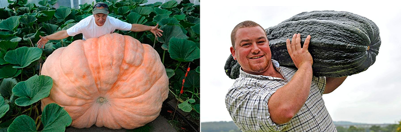     Огромные алaskanские овощи aldita.net