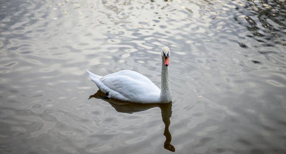    медиасток.рф