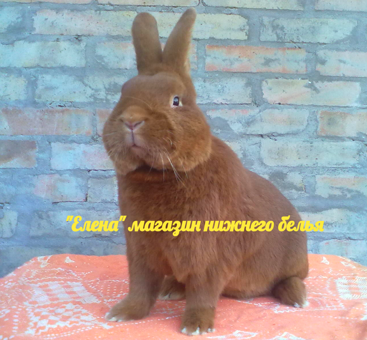 Фото автора Мой красавчик 