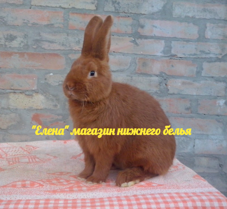 Фото автора Мой красавчик 