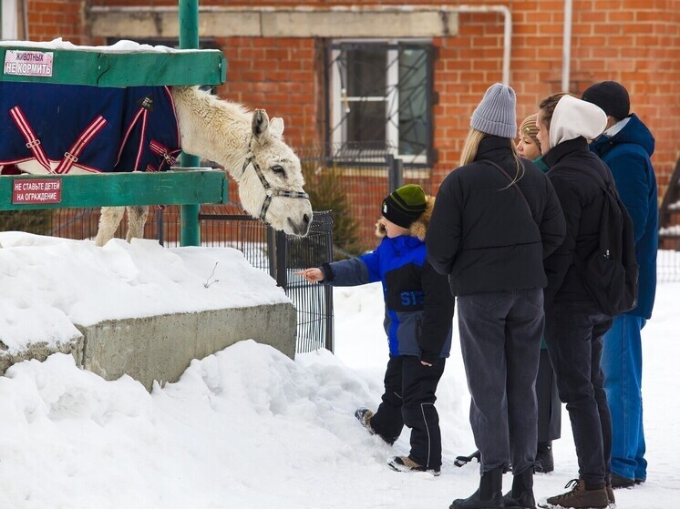     Фото: Юлия Боровикова («Вечерний Челябинск»)