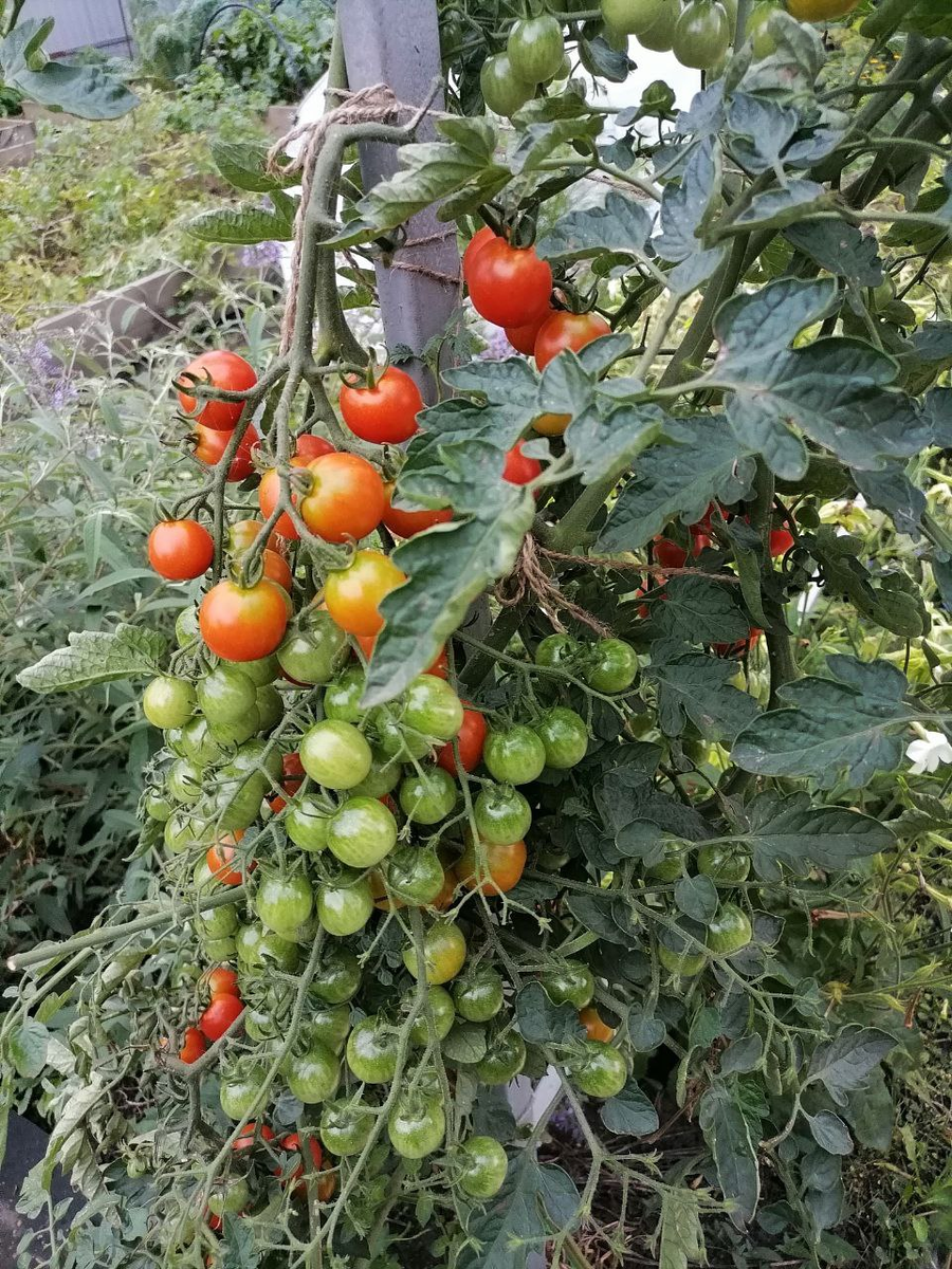 Мои самые любимые черри Киш-миш в отркытм грунте Сибири, фото автора