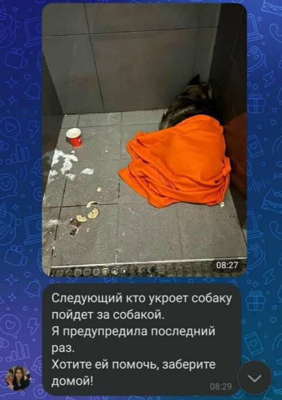 Не в силах смотреть на страдания животного, он взял фирменный плед и накрыл собаку, чтобы она не замёрзла.