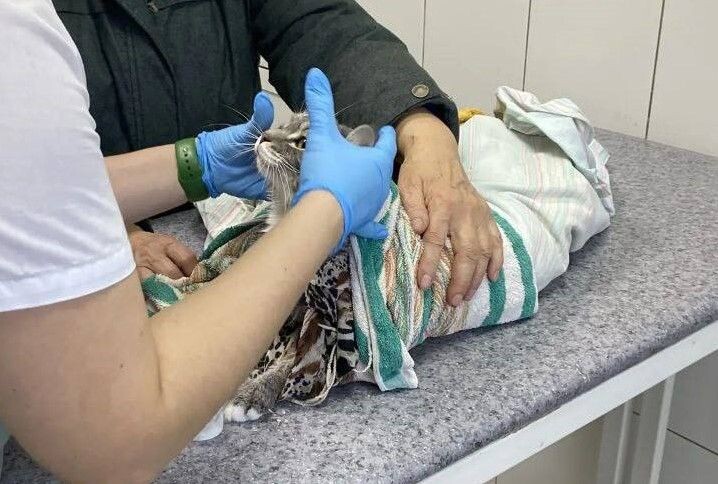     / Источник: © Ассоциация ветеринарии Иркутской области