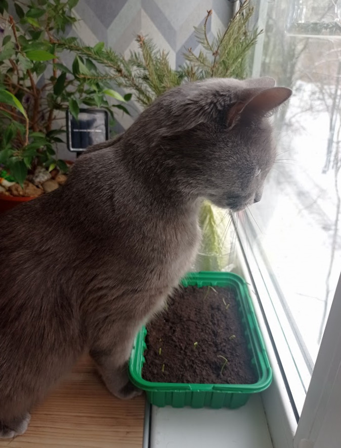 Видать порей? А он там есть!!!