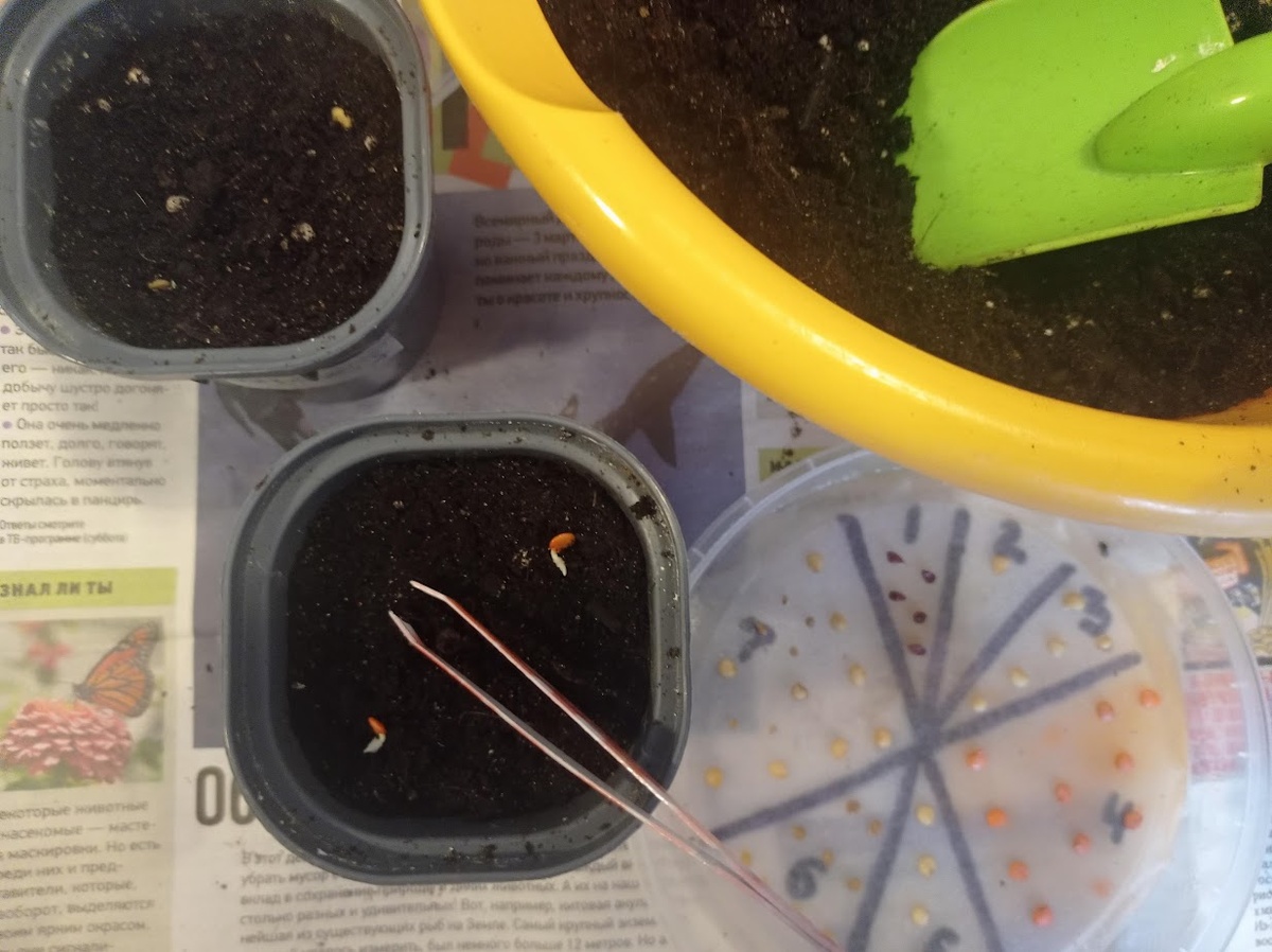 Хвостики Пурпурного Быка, болгарский фиолетовый перец.