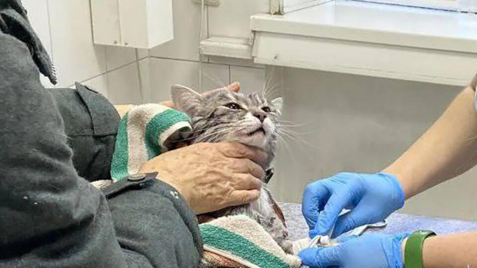     Пенсионерка отправила своего кота в стирку вместе со шторами t.me/Ассоциация ветеринарии Иркутской области