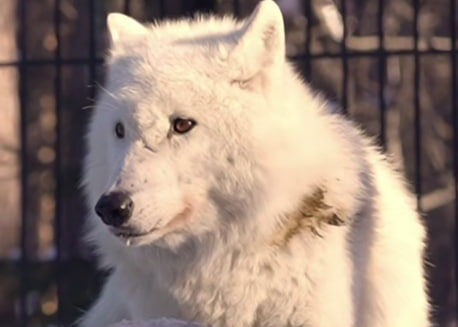    Фото: Новосибирский зоопарк