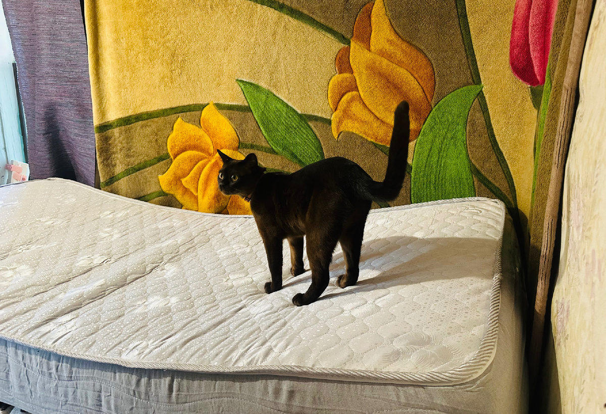 Дива тестирует один из новых матрасов в деревне. Быстрей бы лето!