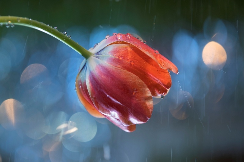 Фото - музей-заповедник Царицыно