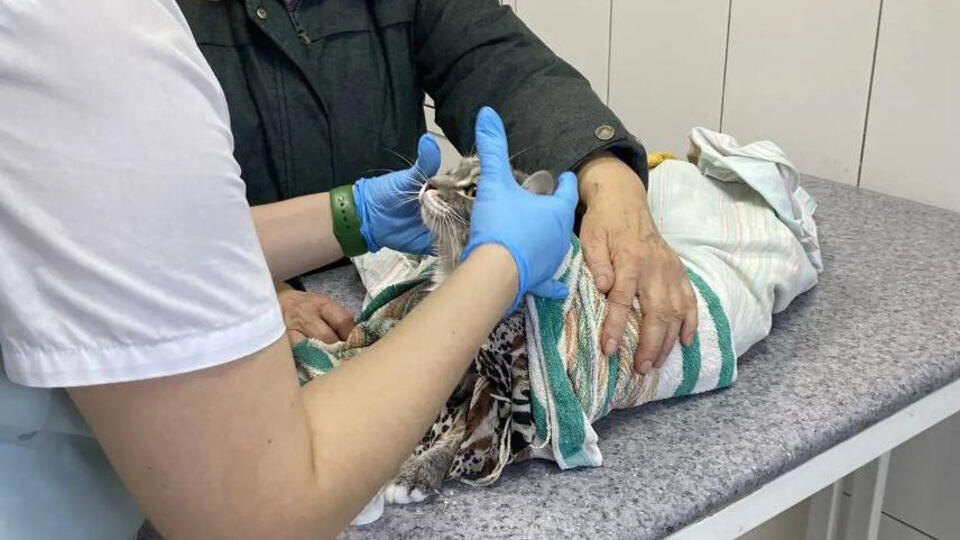 Фото: t.me/Ассоциация ветеринарии Иркутской области