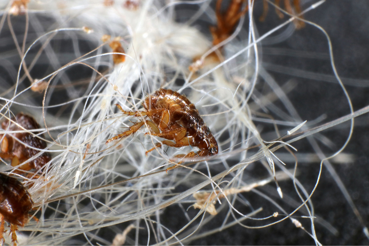 Shutterstock📷Если блохи завелись у соседей, велика вероятность, что они переберутся через окна и вентиляцию