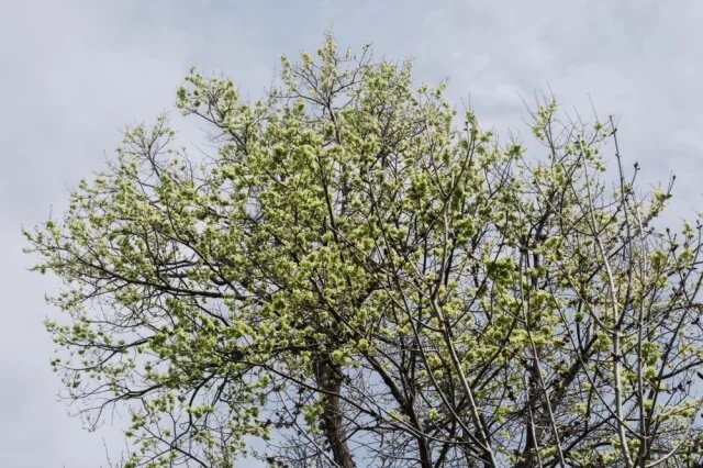    Когда зацветут деревья-аллергены?