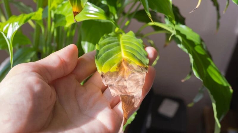     Сухие листья растений. Архив редакции.