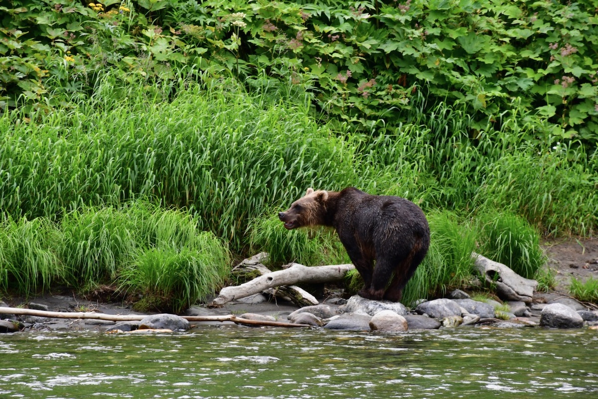 Река Быстрая, Камчатка. Август 2021. Фото автора