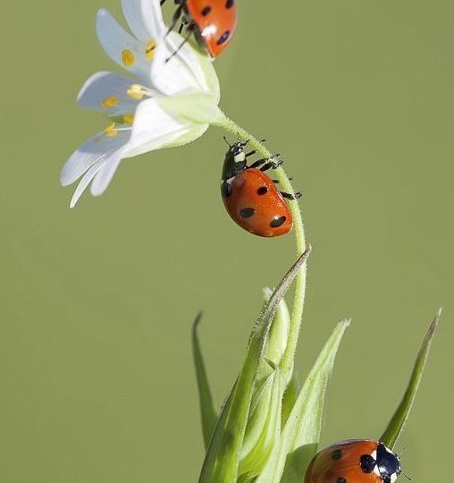 Пятнистый десант: кого уничтожают божьи коровки и как сделать сад их постоянной базой
