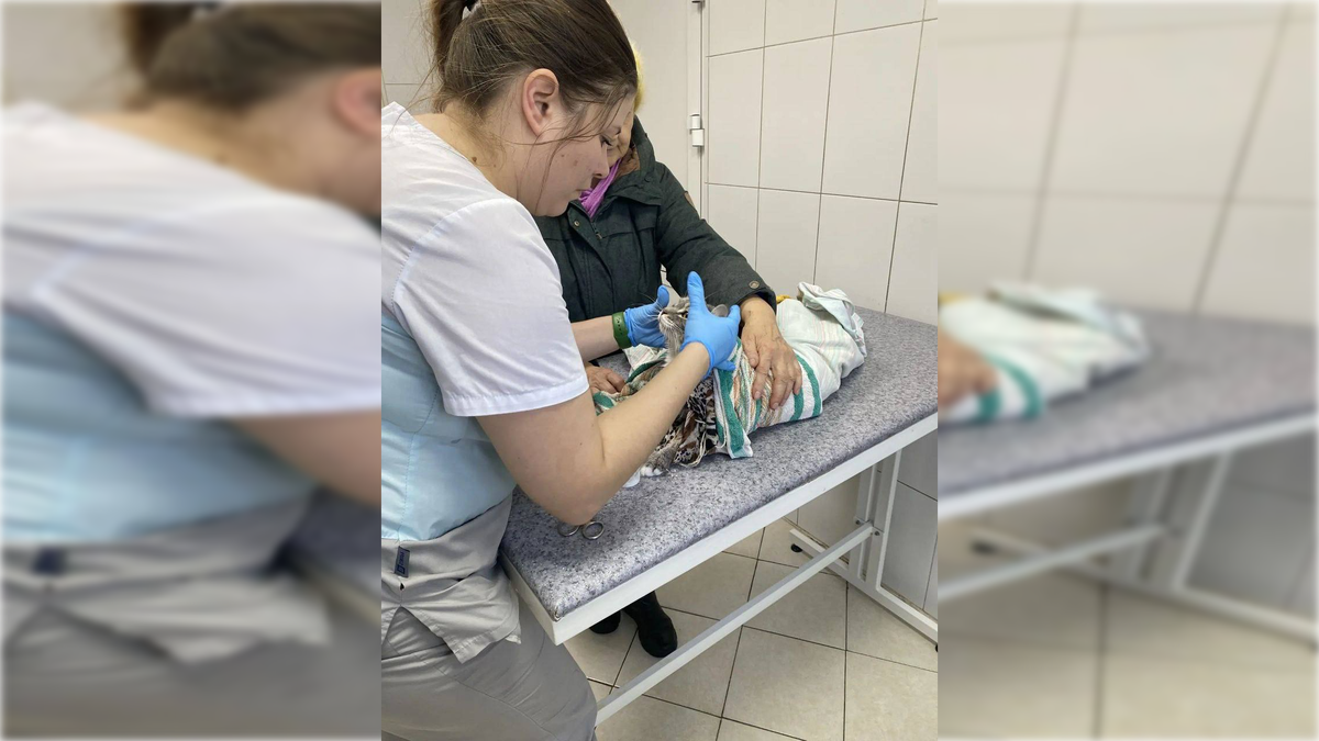 Фото: t.me/vetirk38