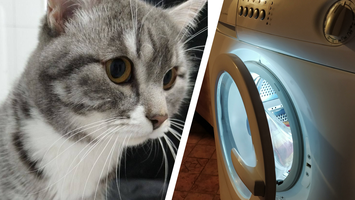 Фото: t.me/vetirk38 / Виктор Лисицын/globallookpress.com