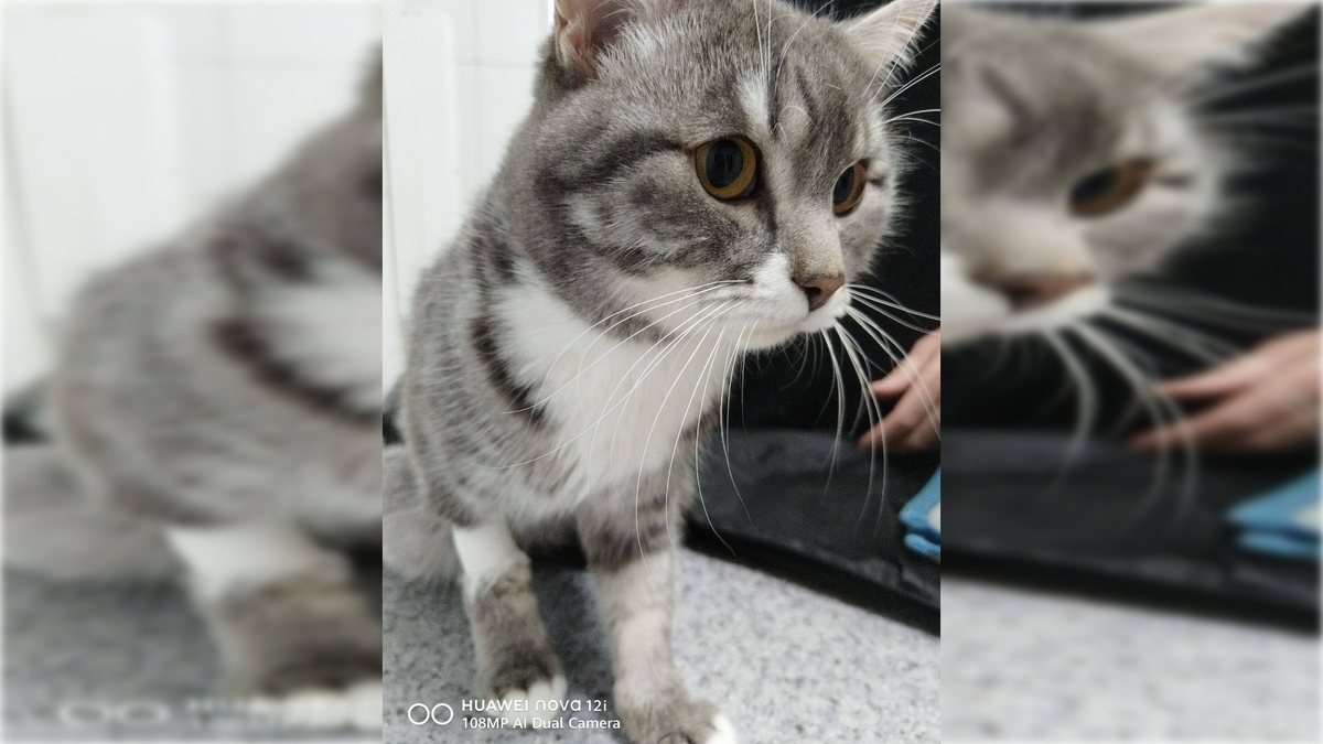 Фото: t.me/vetirk38