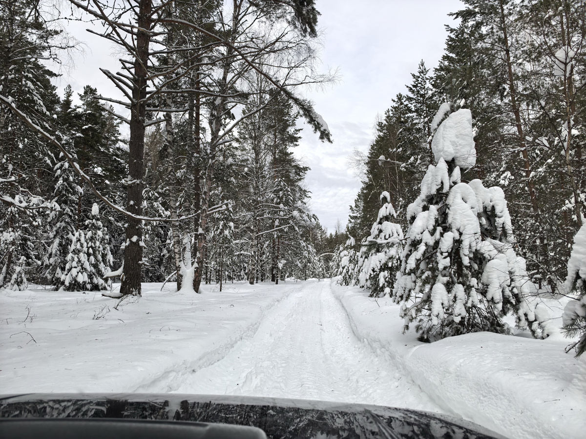 Едем в глубь леса на праздничную поляну