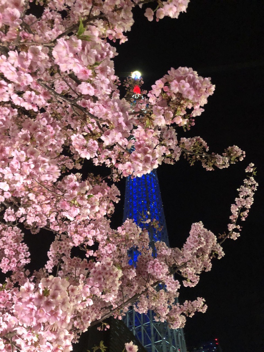 Асакуса - раннее цветение