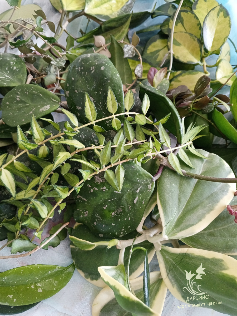 Свежая "нарезка" разных сортов