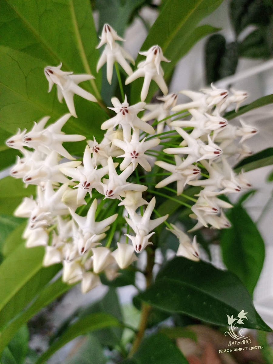 Хойи мультифлора цветут почти круглый год, поэтому черенки с них нарезаю в период отдыха