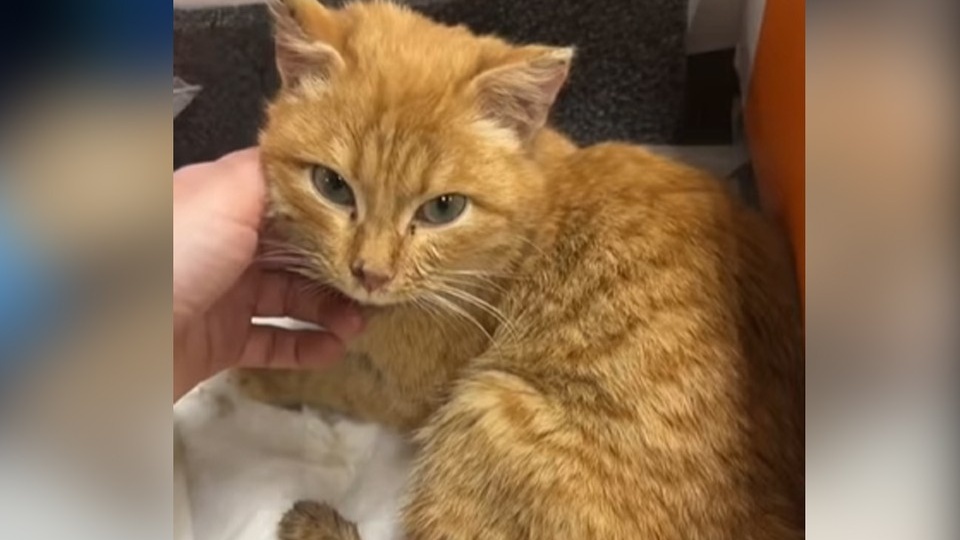 Пермские волонтеры спасают сбитого машиной кота Булочкина