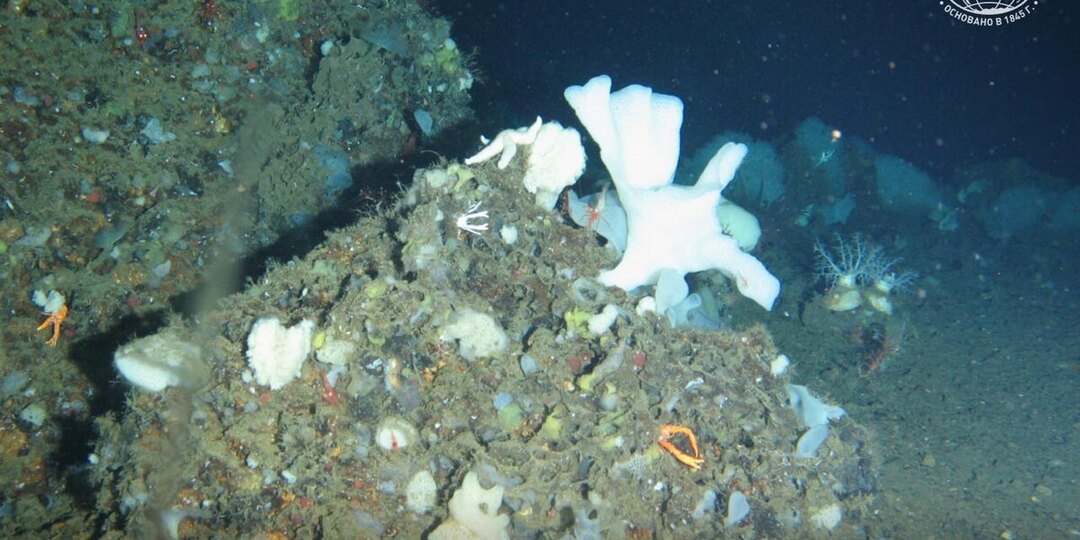 Новый для науки вид морских губок обнаружили у берегов Дальнего Востока