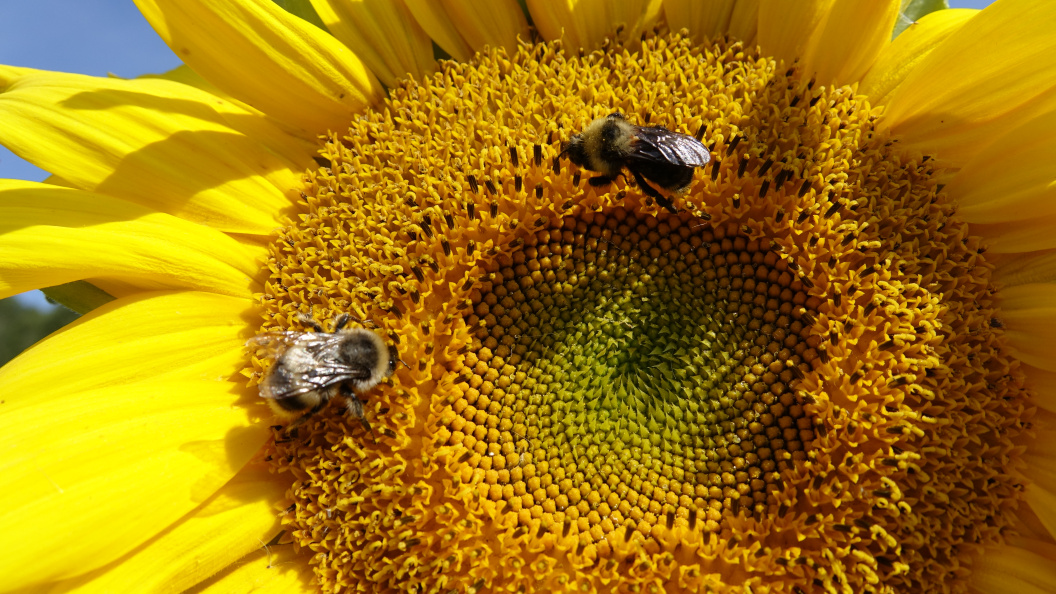    ФОТО: Царьград