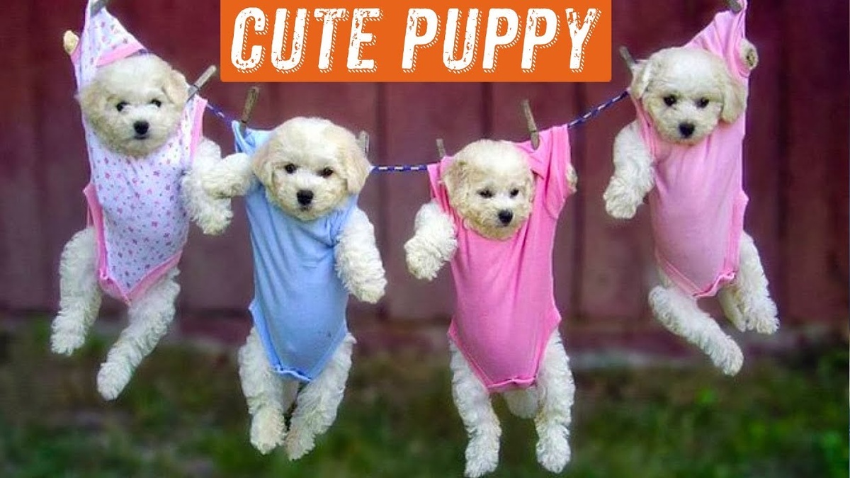 Воспитание щенка — это задача