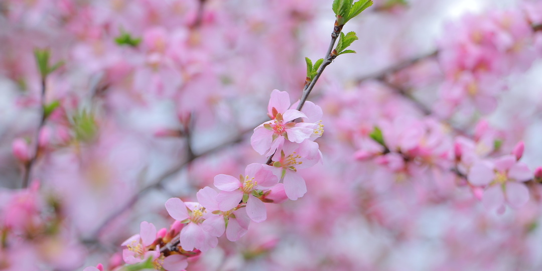 Аллергия: как подготовиться к сезону цветения. Работа с печенью и лимфой