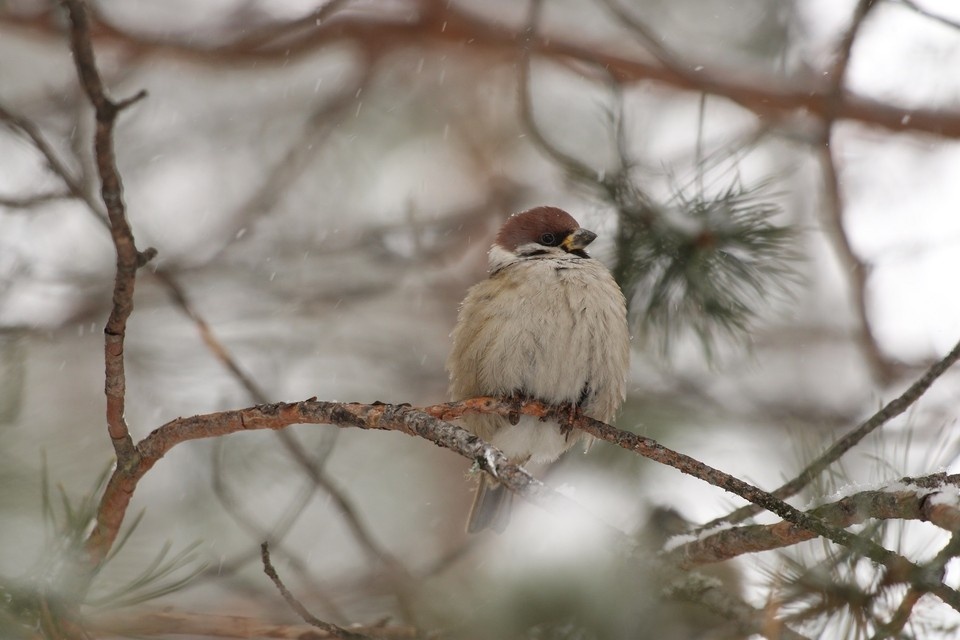    Фото: заповедник «Центральносибирский»