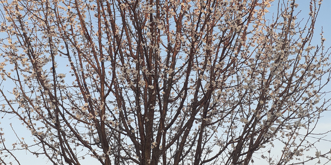 Пришла весна. Чем сейчас опрыскать сад?