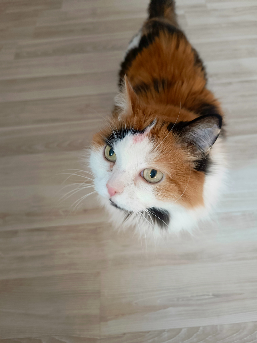 Моя Мусенька. Фото автора