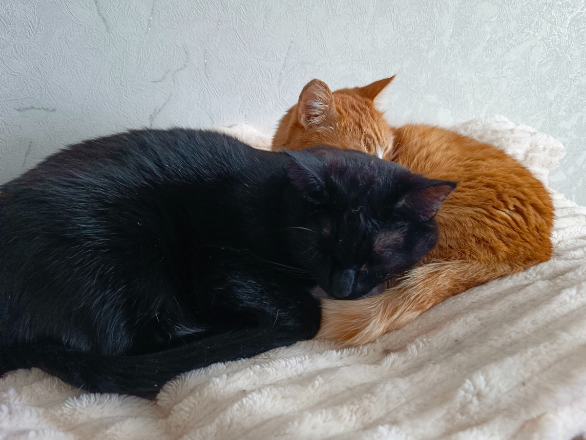 Венечка и Абрикосик. Фото автора. 